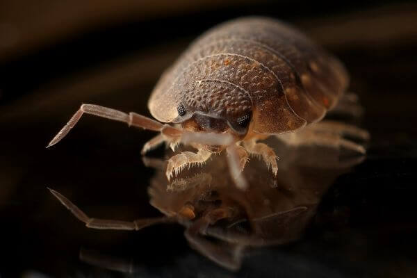 PEST CONTROL DUNSTABLE, Bedfordshire. Services: Bed Bug Pest Control. Our bed bug pest control services are designed to provide long-term relief to your pest problems.