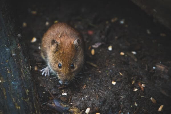 PEST CONTROL DUNSTABLE, Bedfordshire. Services: Mouse Pest Control. We take pride in delivering exceptional mouse pest control services that exceed your expectations.