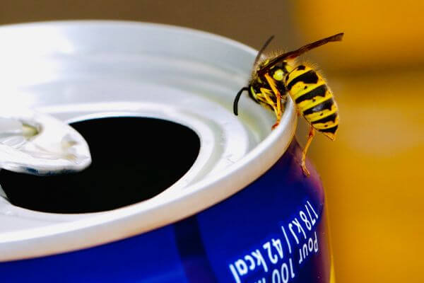 PEST CONTROL DUNSTABLE, Bedfordshire. Services: Wasp Pest Control. We offer fast and efficient wasp pest control services to eliminate wasp nests and keep you safe.